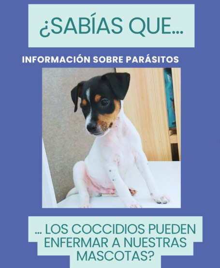 Consejo Veterinaria Boreal - Información sobre Parásitos