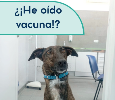 Consejo Veterinaria Boreal - Vacunas