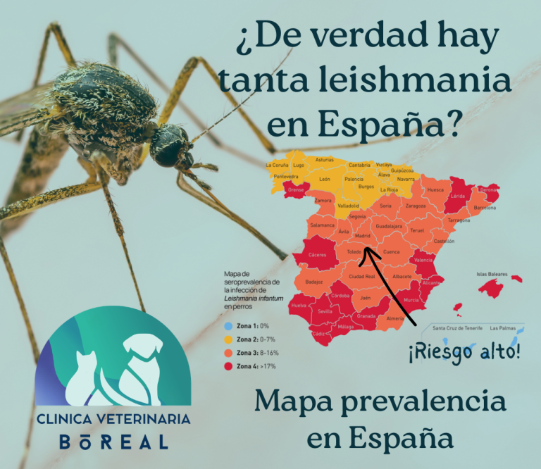 Consejos Veterinaria Boreal - Estímulos para tu gato