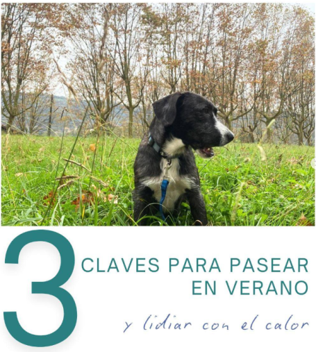 Consejo Veterinaria Boreal - Calor